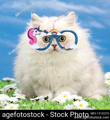 Cat - Black silver shaded Persian kitten wearing unicorn glasses