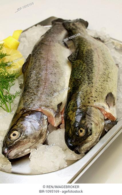 Fresh gilled Rainbow Trout (Oncorhynchus mykiss) on ice with lemon