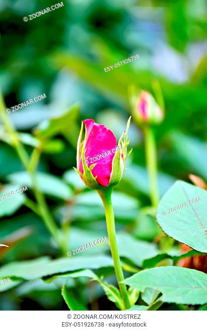 Risen bright pink rose bud on a background of green foliage