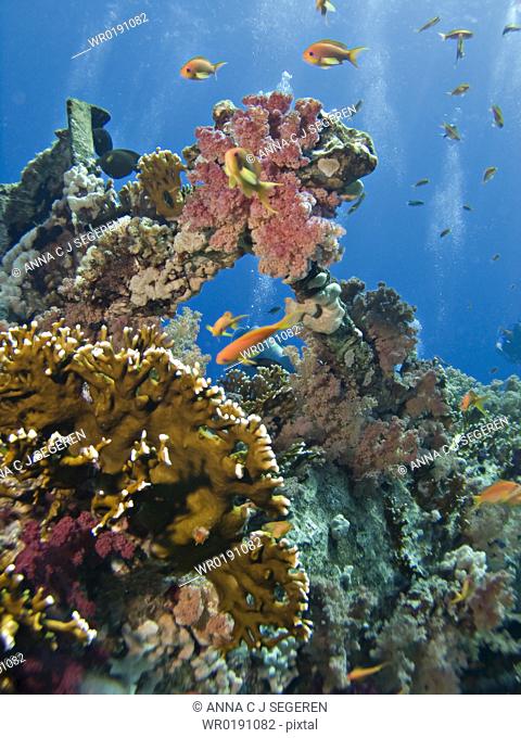 School of Lyretail anthias Pseudanthias squamipinnis over wreckage overgrown with coral Shark & Yolanda reef, Ras Mohamed National Park, Sharm El Sheikh