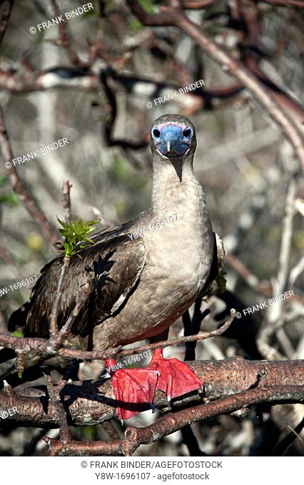 Red Footed Booby on Galapagos Islands