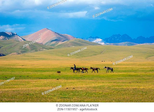 SONG KUL, KYRGYZSTAN - AUGUST 11: Man riding and guiding horses over scenic landscape of Song Kul lake. August 2016