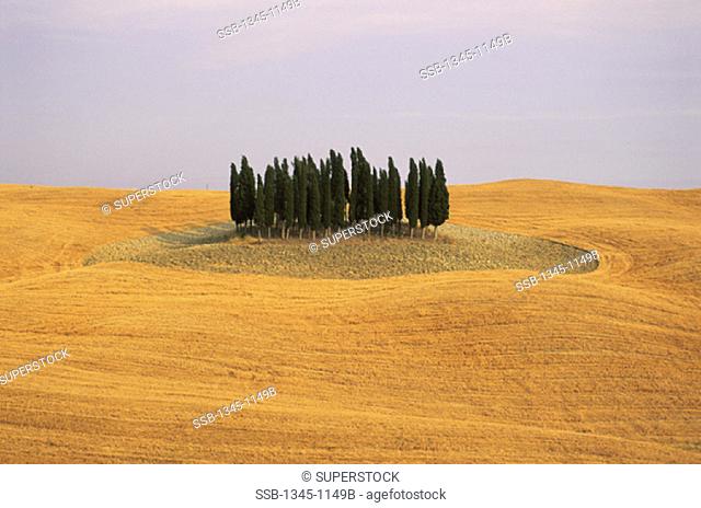 Cypress TreesVal d'OrciaItaly
