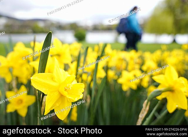 11 April 2023, Baden-Württemberg, Heidelberg: A woman walks past yellow blooming daffodils on the banks of the Neckar River. Photo: Uwe Anspach/dpa