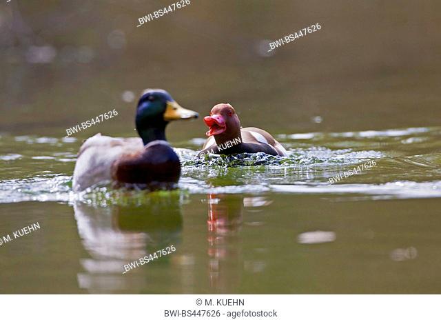 red-crested pochard (Netta rufina), male red-crested pochard attacking a male mallard on the water, Germany, Bavaria