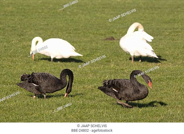 Two Black swans and two Mute Swans together in a meadow