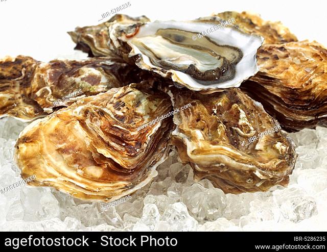 French Marennes d'Oleron oysters, ostrea edulis on ice