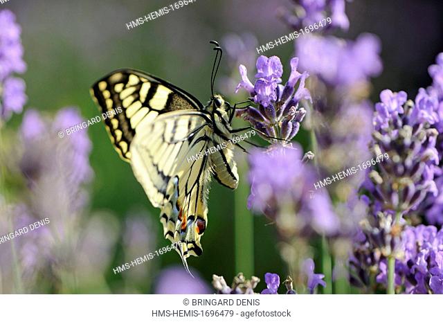 France, Territoire de Belfort, Belfort, garden, Swallowtail (Papilio machaon) on lavender