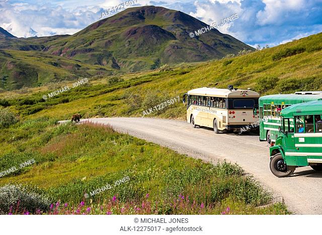 Tour buses line up on the Park Road at Highway Pass as a grizzly bear approaches the road in Denali National Park with Sony Dome in the background