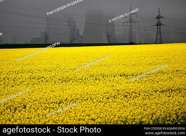 08 May 2023, North Rhine-Westphalia, Rommerskirchen: Rape is blooming yellow in a field in Rommerskirchen. The Neurath lignite-fired power plant can be seen in...