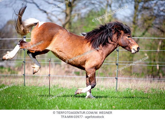 kicking Icelandic horse