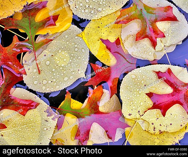 Oak, Autumnal colours of Aspen and Oak leaves in pond near Alpine, Oregon, USA