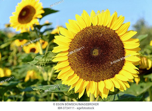 Sunflowers (Helianthus annuus), flowering, Baden-Württemberg, Germany