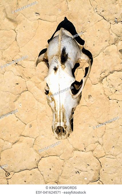 Animal skull on desert Stock Photos and Images | agefotostock
