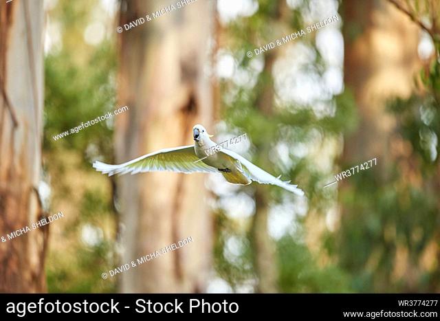 Sulphur-crested cockatoo, Cacatua galerita, Dandenong Ranges National Park, Victoria, Australia