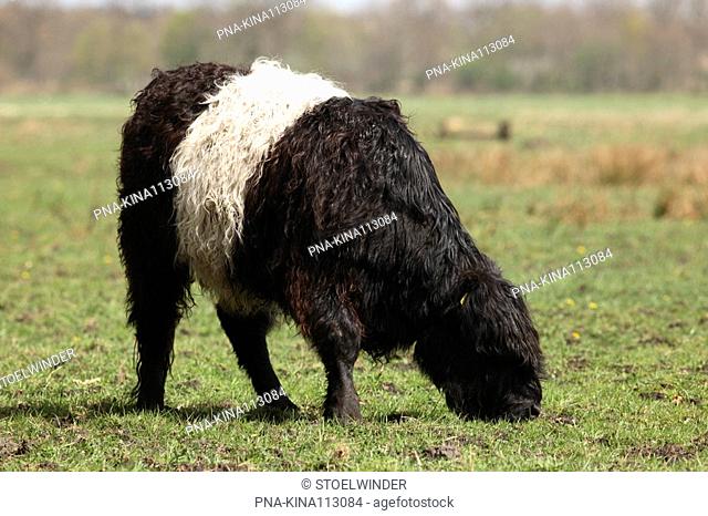 Galloway Cow Bos domesticus - Norger Esdorpenlandschap, Norg, Drenthe, The Netherlands, Holland, Europe
