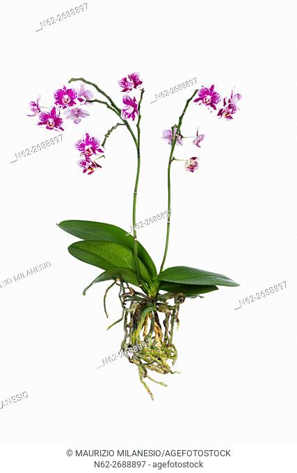 Purple and white orchid with totally visible roots isolated on white backdrop