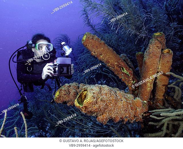 Caribbean Sea Los Roques, woman Scuba-Diver underwater photographer Tour, Underwater, Venezuela, Yellow Tube Sponge -Aplysina fistularis-