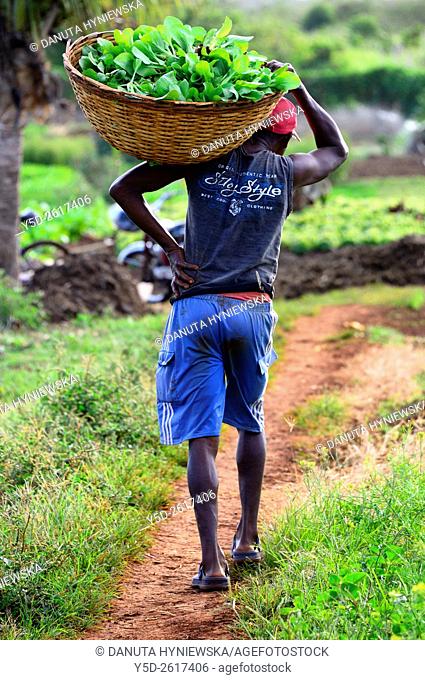 man working in vegetable farm, Terre Rouge, Pamplemousses district, Mauritius, Africa