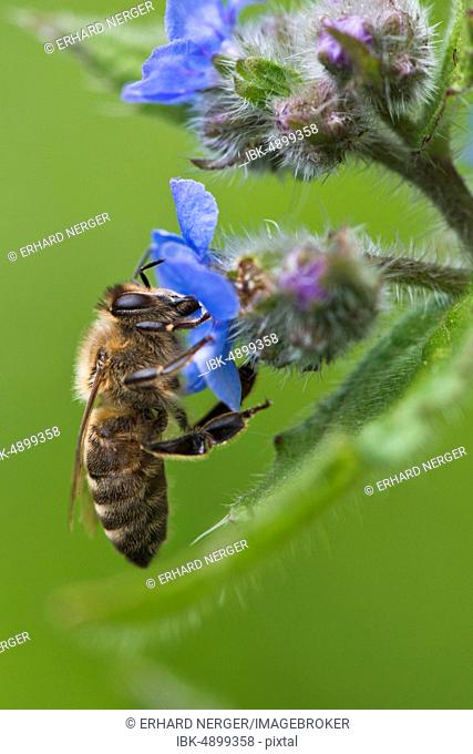 Honey bee (Apis mellifera) collects nectar on flower, Borage (Borago officinalis), Emsland, Lower Saxony, Germany