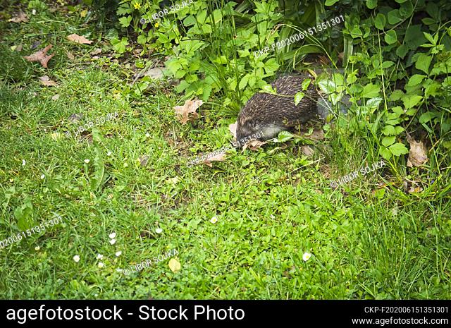 Female Western European Hedgehog, Erinaceus europaeus, build a nest in flower bed in Pruhonice, Central Bohemian Region, Czech Republic, May 26, 2020