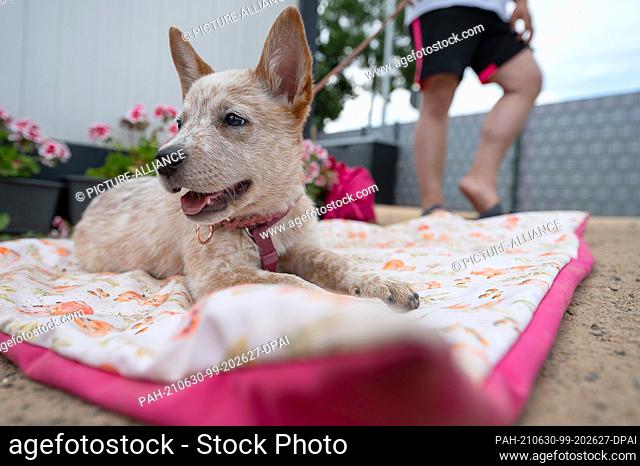 28 June 2021, Hessen, Hanau: Puppy Emma lies on a blanket during puppy class at a dog school. to dpa: ""First loved, then deported?"")