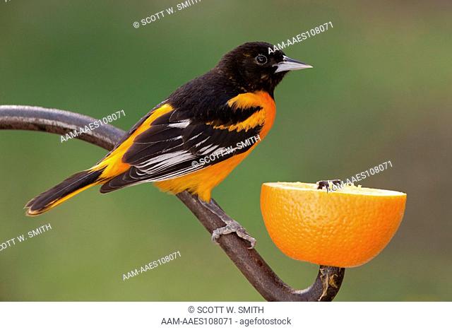 Baltimore Oriole (Icterus galbula) Feeding on Orange; adult breeding plumage; Emmet Co., Michigan