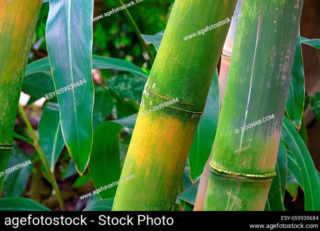 Bambus - bamboo 47
