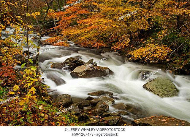 Stream, Oconaluftee area, Autumn, Great Smoky Mtns National Park, NC
