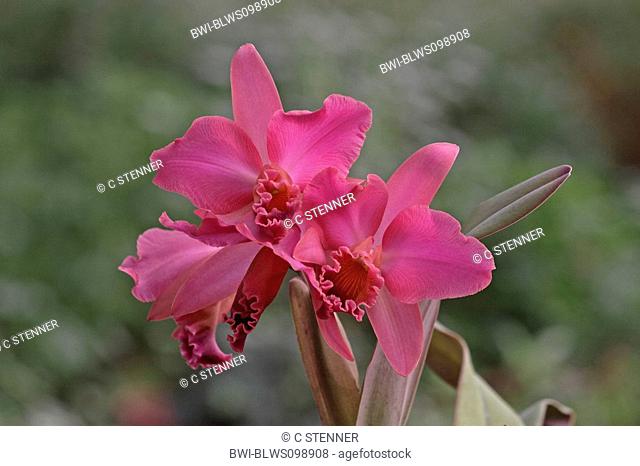 cattleya orchid Cattleya spec., flowers