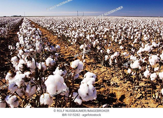 Cotton Plant (Gossypium hirsutum), cotton field, Lubbock, Panhandle, North Texas, USA