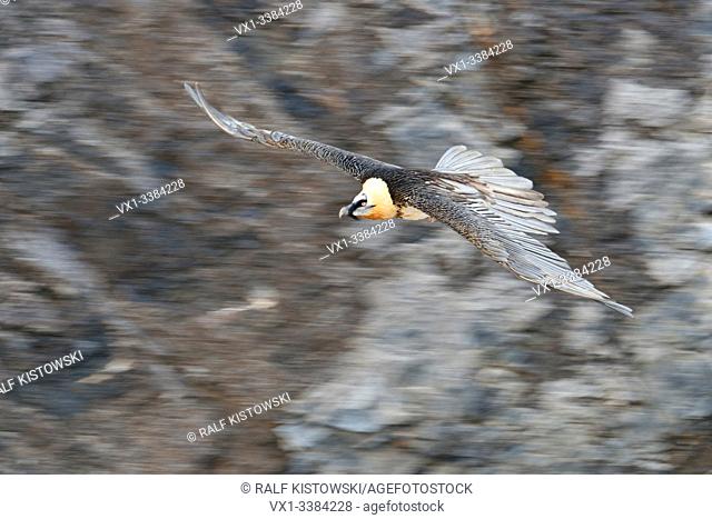 Bearded Vulture (Gypaetus barbatus) in flight, panning shot, in front of a steep scarp