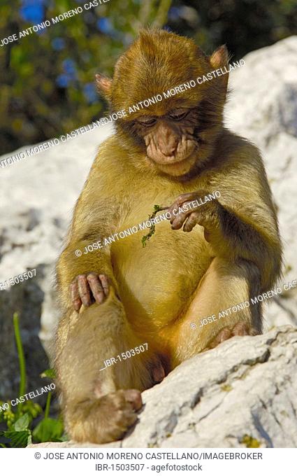 Barbary macaque (Macaca sylvanus), Gibraltar, Europe