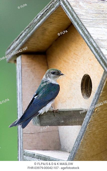 Violet-green Swallow Tachycineta thalassina adult female, perched at nestbox, U S A