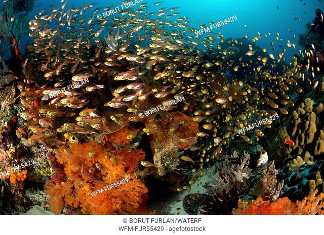 Colorful Coral Reef, Komodo, Indonesia