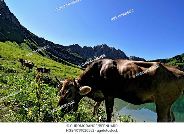 cows in the mountains of austia