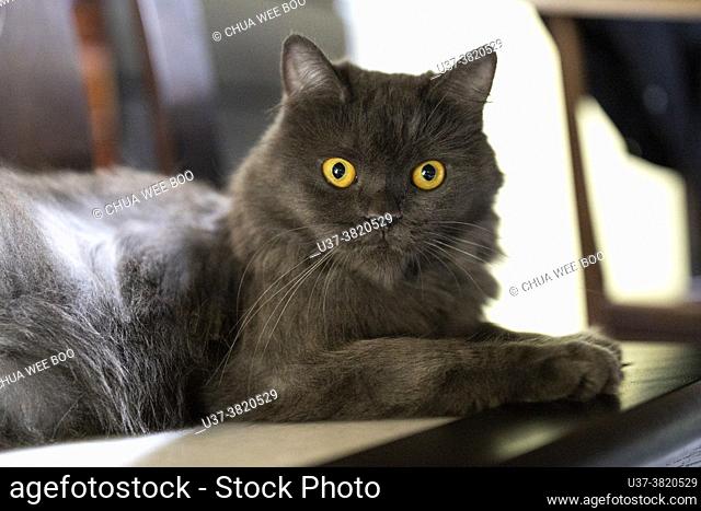 Portrait of a grey cat with yellow eyes
