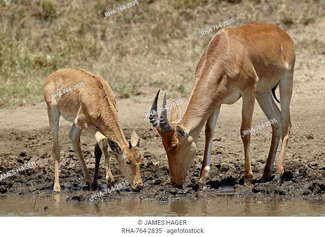Adult and young Coke's hartebeest Alcelaphus buselaphus cokii drinking, Serengeti National Park, UNESCO World Heritage Site, Tanzania, East Africa, Africa