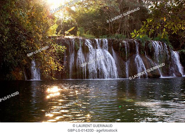 Forest, Nature, Seis Cachoeiras Park, Bonito, Mato Grosso do Sul, Brazil