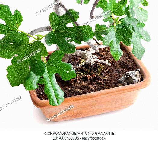 Bonsai fig tree photographed in the studio on white background