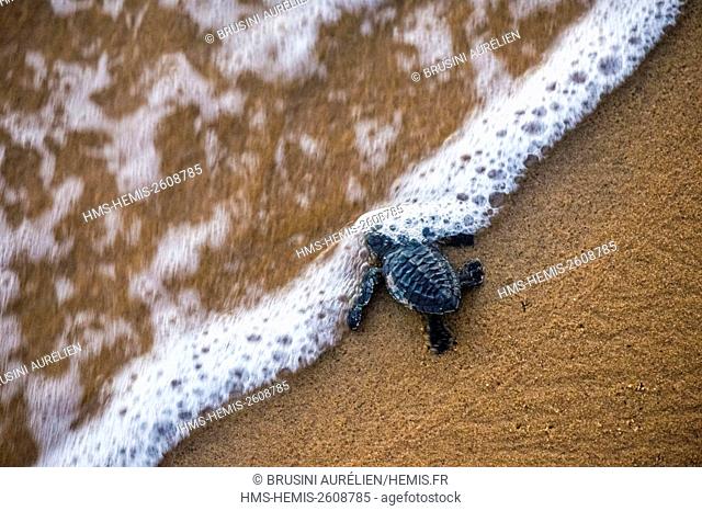 France, Guiana, Cayenne, Remire-Montjoly beach, olive Ridley juvenile turtle (Lepidochelys olivacea) leaving the nest to reach the ocean in the early morning