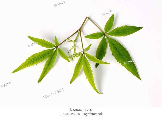 Cut-Leaf Chastetree, Cut-Leaf Vitex / Vitex negundo heterophylla