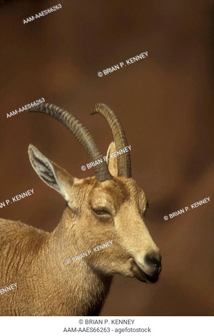 Nubian Ibex (Capra nubiana, aka: Capra ibex nubiana) Middle East, Endangered (IUCN)