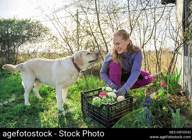 Smiling woman planting flowers crouching by dog in garden