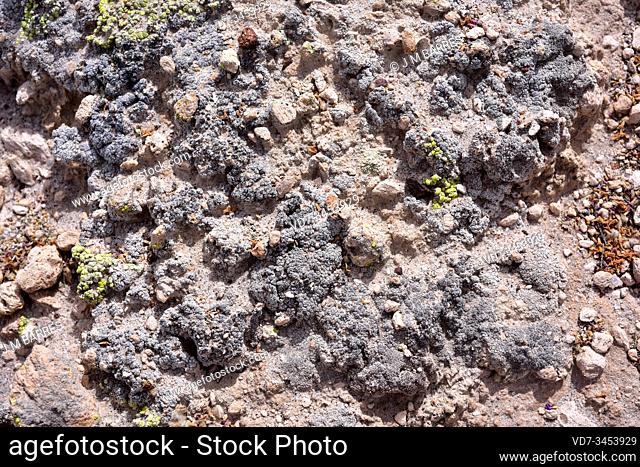 Acarospora strigata is a terrestrial verruculose lichen native to Americas, China and Russia. This photo was taken in Atacama Desert, easthern Arica, Chile