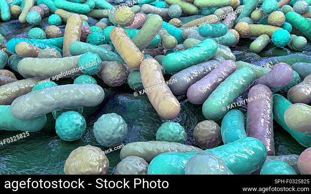 Illustration of rod-shaped and spherical (cocci) bacteria. Rod-shaped bacteria include Escherichia coli, Salmonella, Shigella, Legionella, Mycobacterium