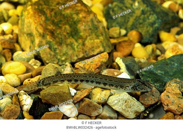 spined loach, spotted weatherfish Cobitis taenia, portrait of a single animal