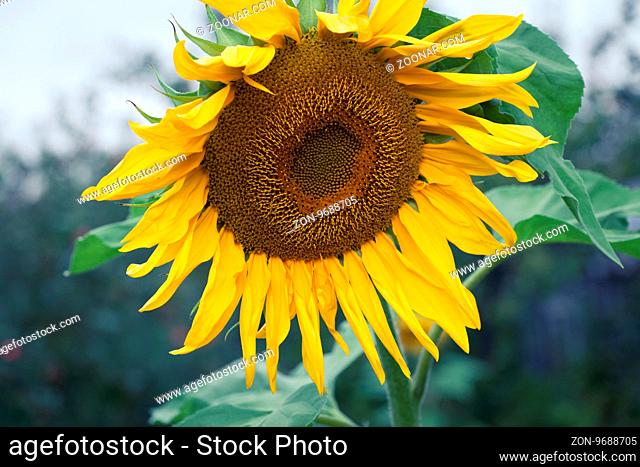 Sunflower Oil Production, Sunflower Head, Sunflowers Blooming Closeup On Sunflower Field, Overcast, Detail Of Sunflower, Agricultural Business, Summer farming