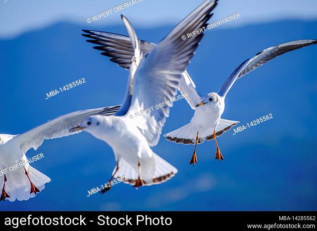 Seagulls, ferry Tassos Sea Lines, Limenas, Thassos, Greece