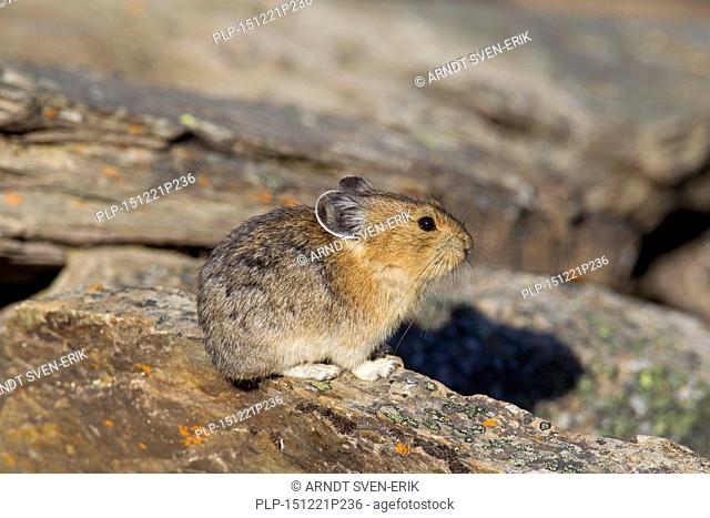 American pika (Ochotona princeps) native to alpine regions of Canada and western US, where its populations are falling victim to global climate change